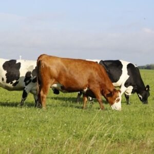 Cows