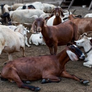 Goats