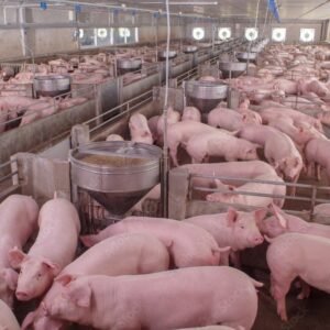 Pigs