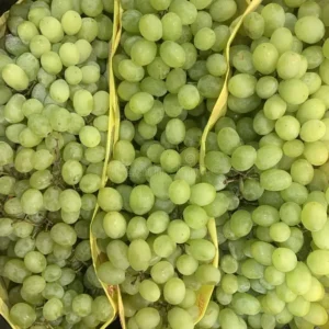 grapes bulk supply