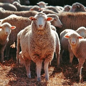 Sheep